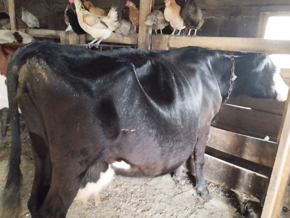 Продам две коровы