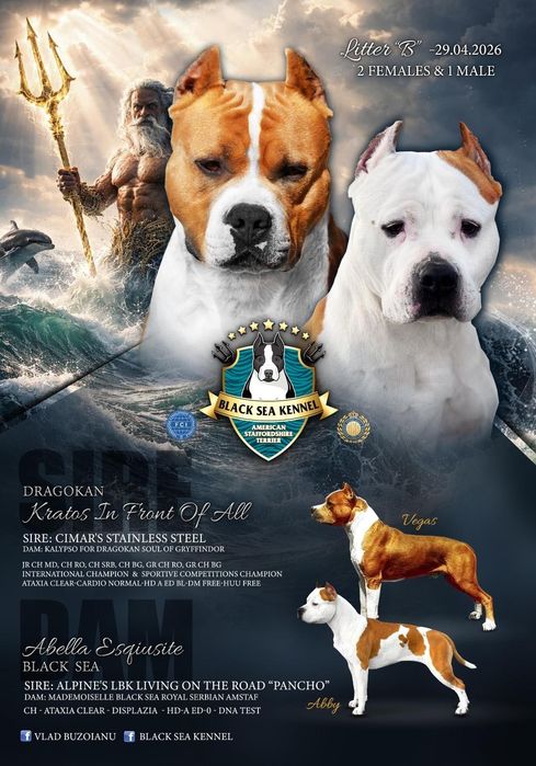 Amstaff cu pedigree