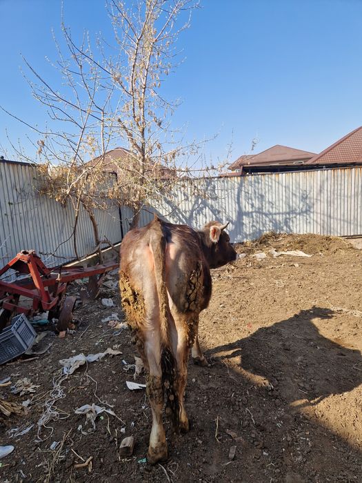 Телка алатауская