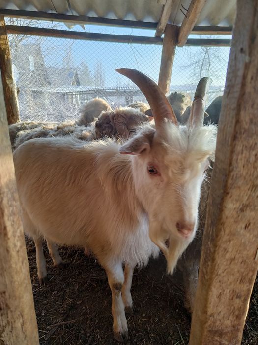 Козёл коза Зааненские
