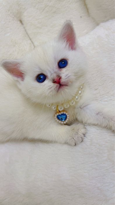 Золотая шиншилла ва поинт