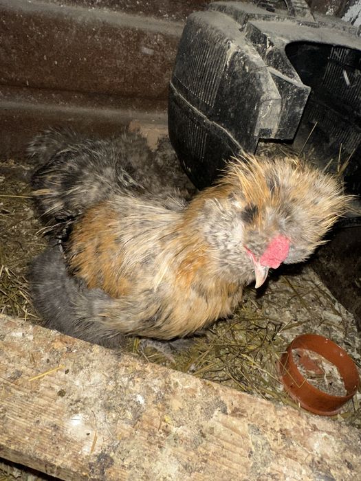 Cocosi matase japoneză