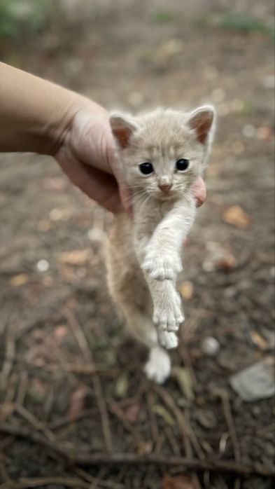 Котята ищут дом