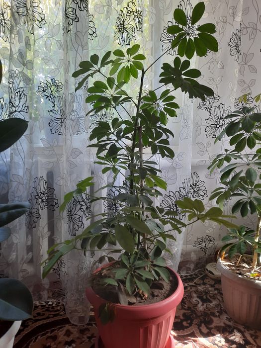 Раскшный Цветок для дома офиса.