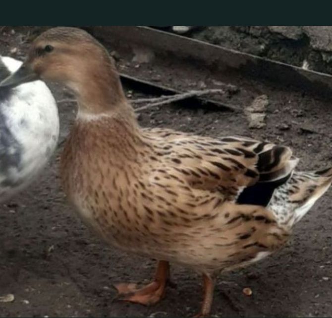 Vand schimb rate Hookbill si mute