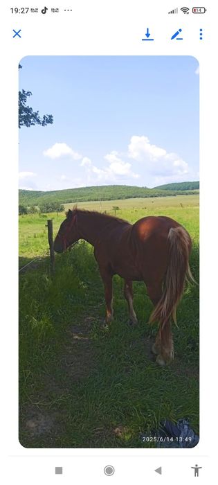 Vand armasar rasa de tractiune grea