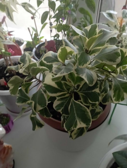 Фикус тригуляриус