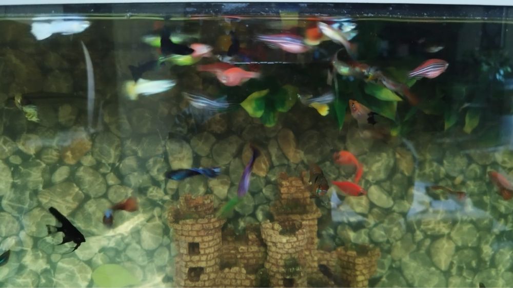 Vand acvariu si pesti. Acvarii si pesti.