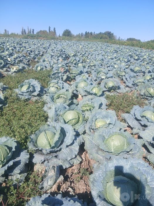 Karom firisko. Dastafka bor