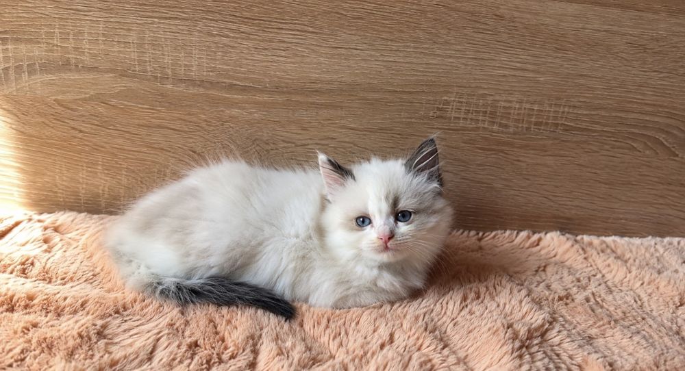 Рагдол Регдол Ragdoll