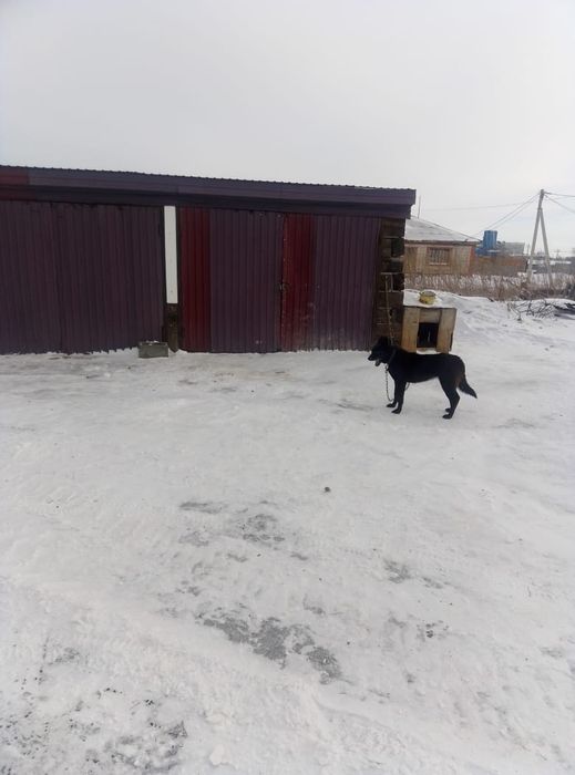 Продам дом в Акколь