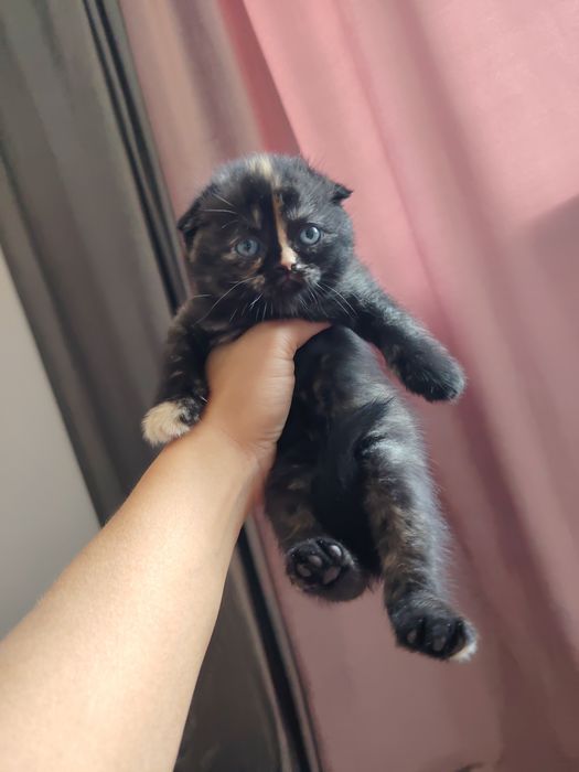 Готовятся на продажу котята