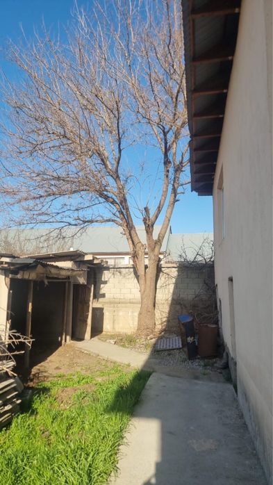 Дрова даром  отдам бесплатно