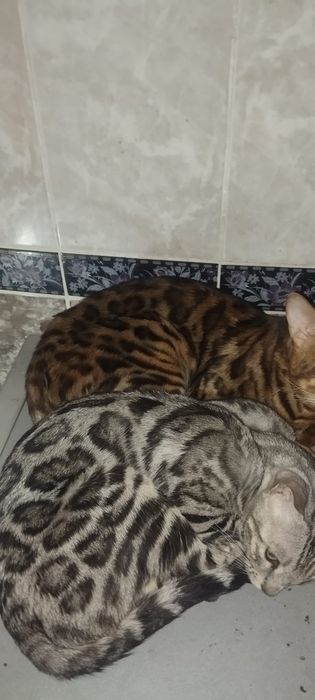Бенгальские котята