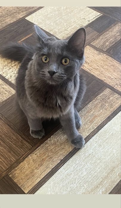 Отдам в добрые  руки