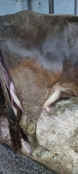 Vând vacă  ,la a patra fătare cu vițică sau separat mai multe detalii