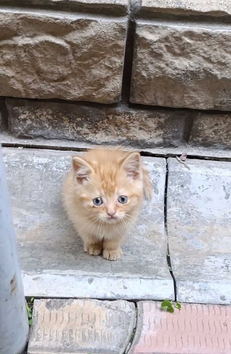 Котенок скоттиш страйт.
