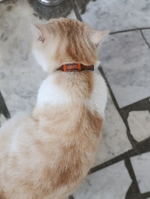 Котик,молодой котик