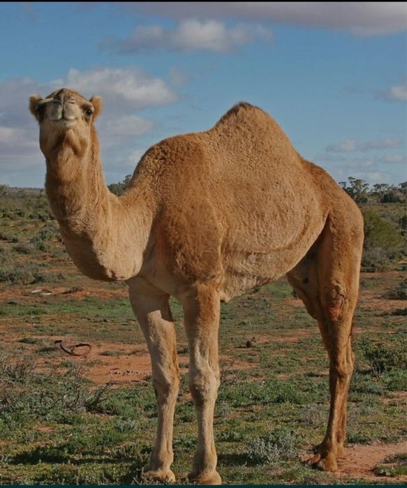 Табиғи шұбат сатамын