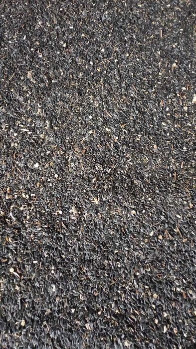 Porumb boabe, orz, grau, mazare, floare,  recolta 2025