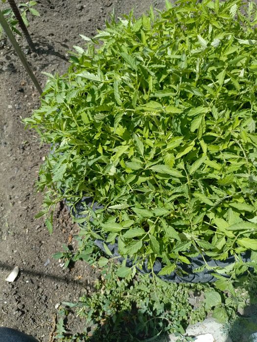 Продам рассаду помидор