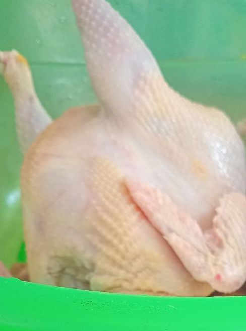 Domashni tavuq joʻja xoʻroz goʻshtlari.Tiriklayin ham yuboramiz