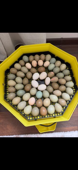 Ouă fazan comun si tenebros