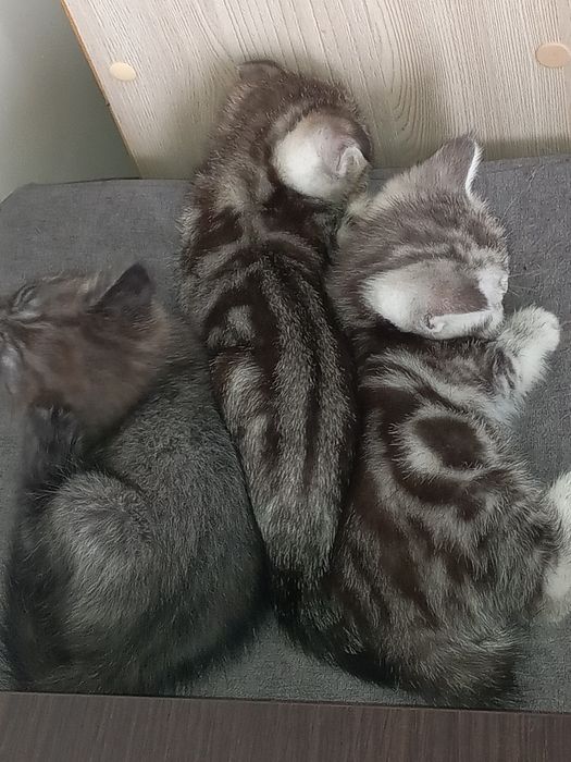 Продам котят скоттиш страйт и скоттиш фолд.