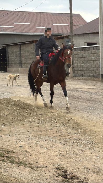 Жеребец Айгыр 2021