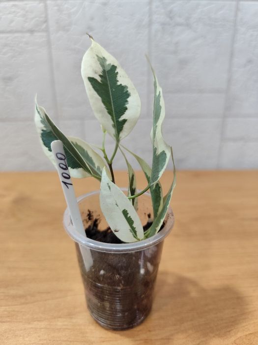 Фикус Бенджамина