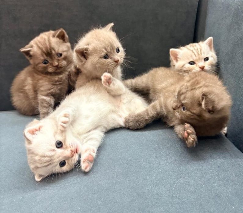 Кошка Скоттиш-фолд