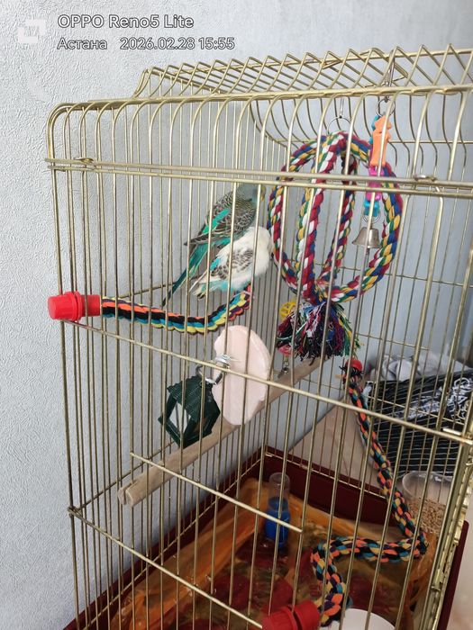 Продам попугаев волнистых