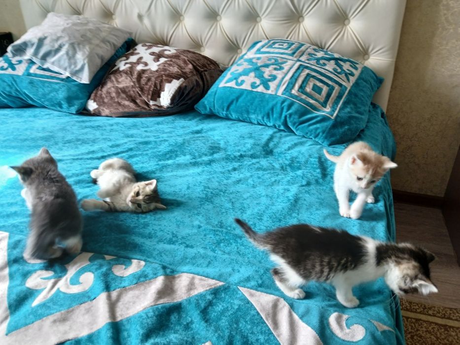 Отдам в хорошие руки котят.