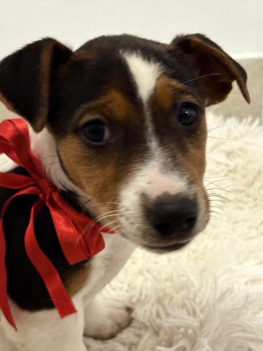 Cateii cu carnet de sanatate