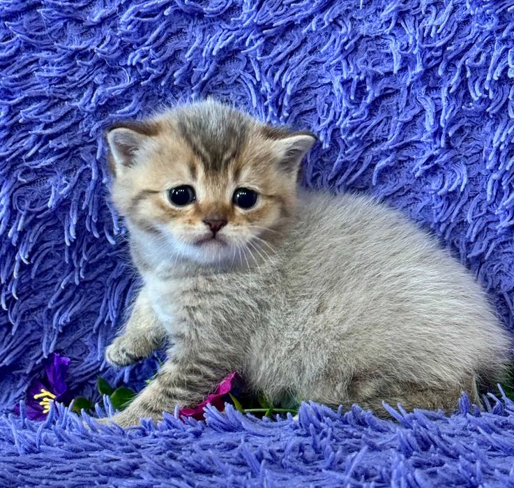 шотландские малыши  шиншиллы