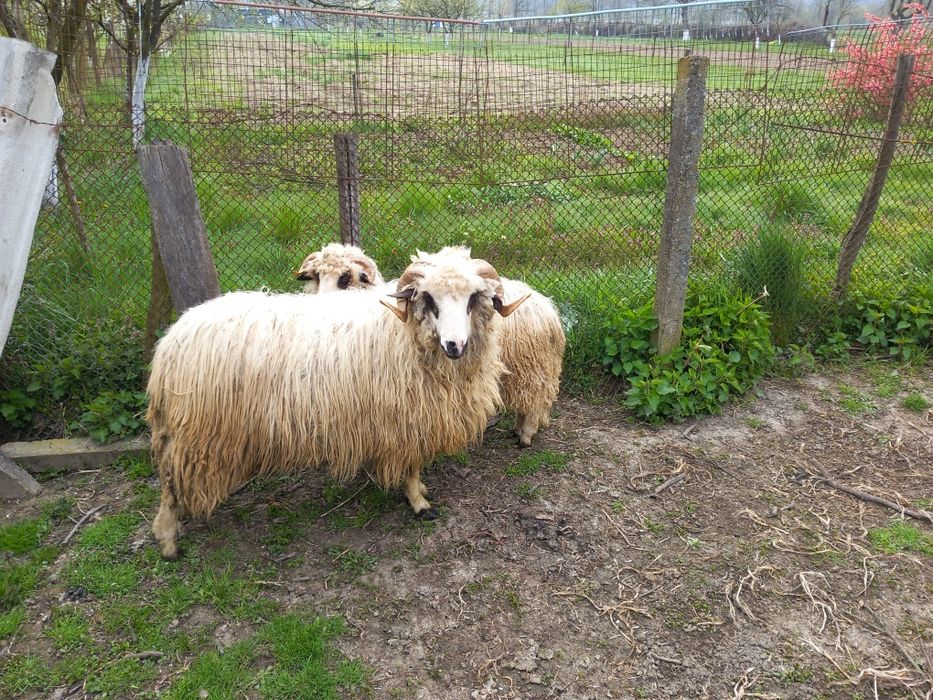 Vand doi berbecuti oachesi