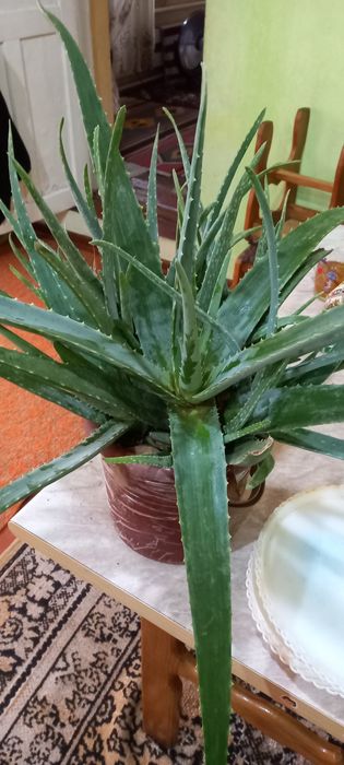 Алое гули сотилади