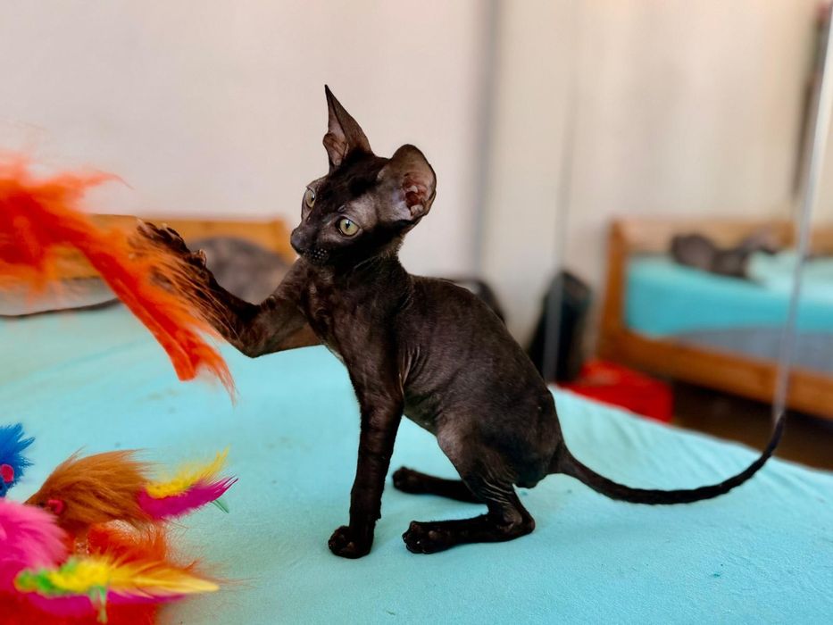 Motănel Cornish Rex