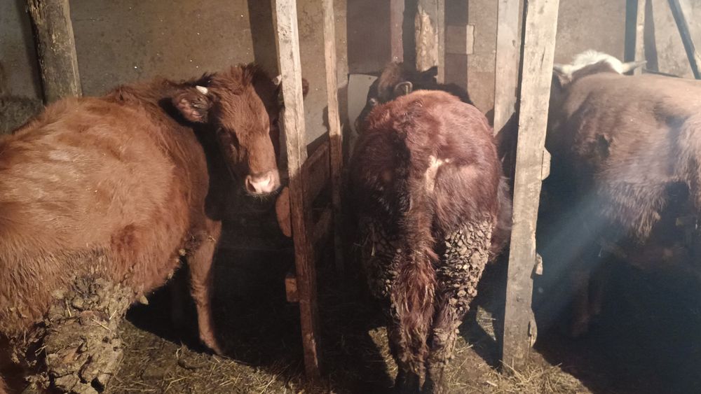 Продам тёлку больше года