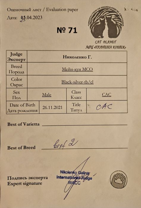 Кот мейн-кун на вязку