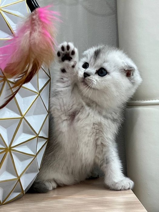 продам развязанного кота шиншилла скоттил фолд