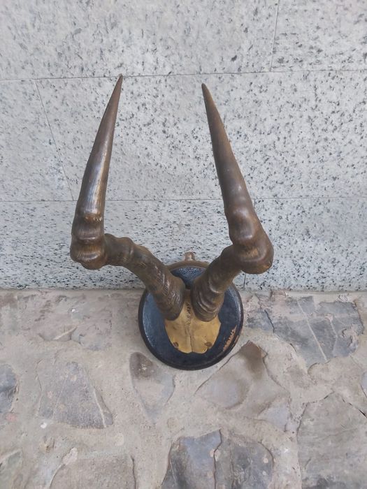 Vand coarne antilopa si bivol