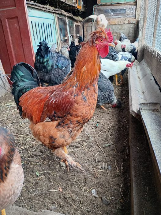 Әтеш,  қораз. Петухи