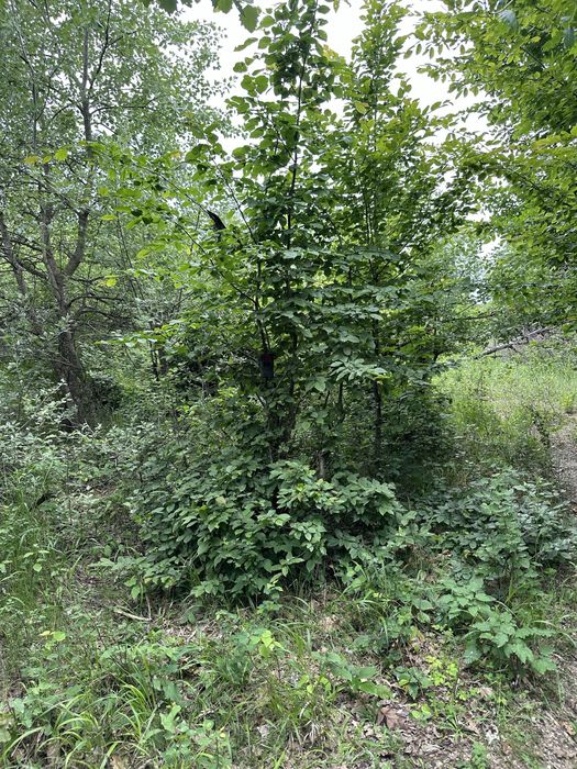 ForestCamLive F1R 4G Camera Vanatoare Live