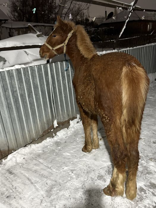 Продам жеребчика 5 месяцев