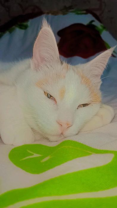 Снежана ждёт семью