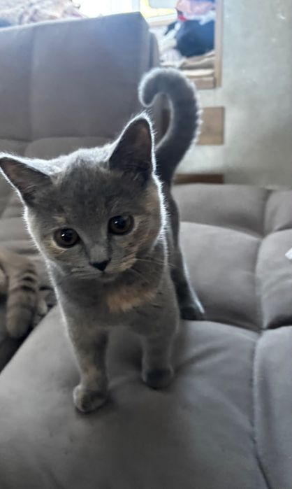 продам кошечку британку