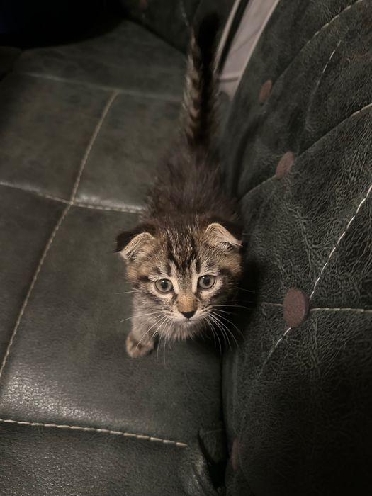 Отдам кота весло уху
