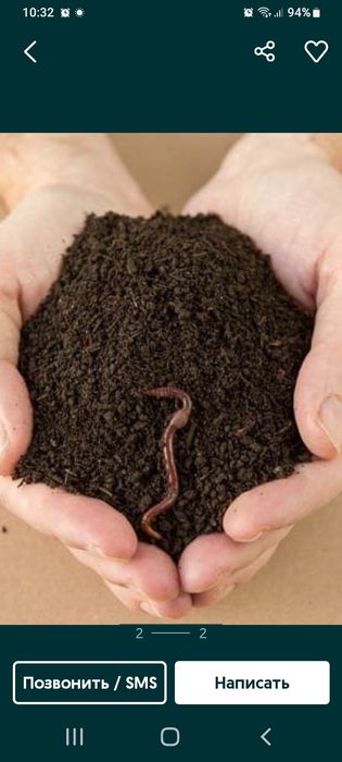 Чувалчанглар аксияда