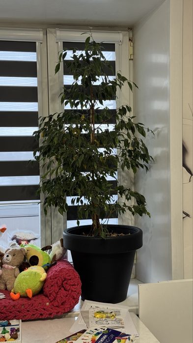 Продаю комнатные большие цветы